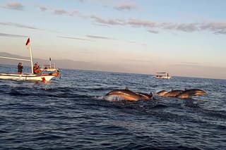 Lovina Sunrise Dolphin with option snorkeling and waterfall