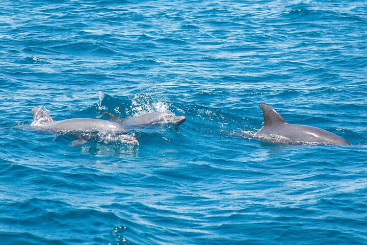 2 Days Tour in Dolphin Sights and Sacred Sites — photo 1 of 7