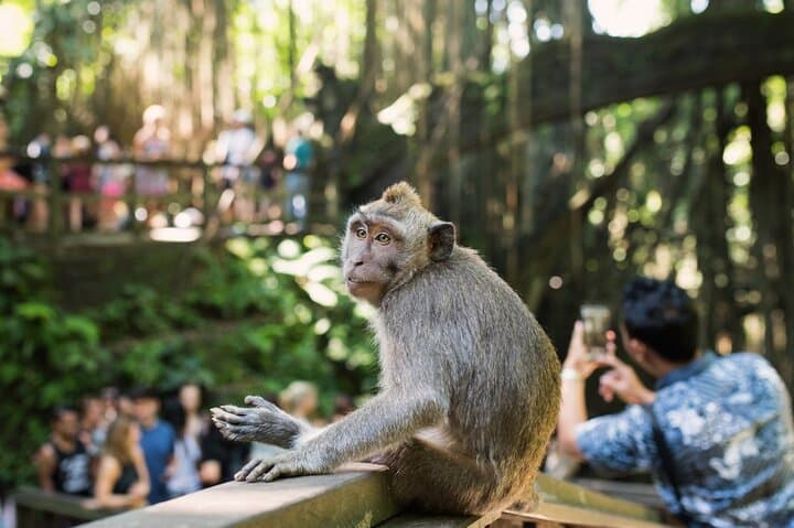 The All Inclusive Best Ubud Experience — photo 1 of 19
