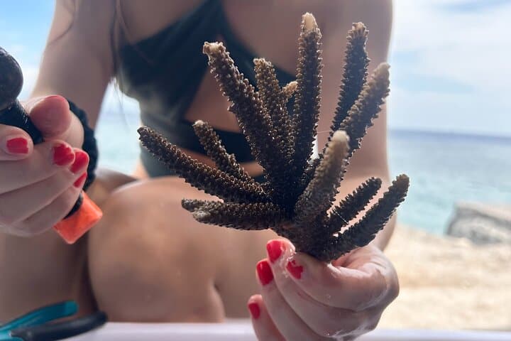Reef Rehabilitation Course and Snorkeling — photo 1 of 14