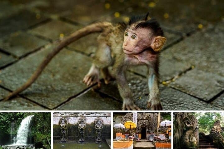 Best of Bali Ubud Tour and Surrounding — photo 1 of 16