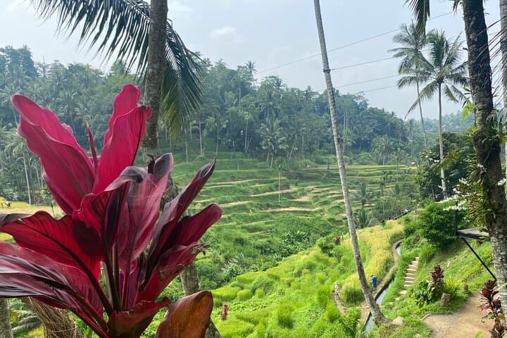 One Day Exploring Ubud — photo 1 of 8