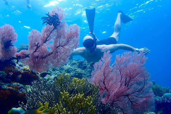 Snorkeling in Menjangan Island with Pickup and Lunch — photo 1 of 21