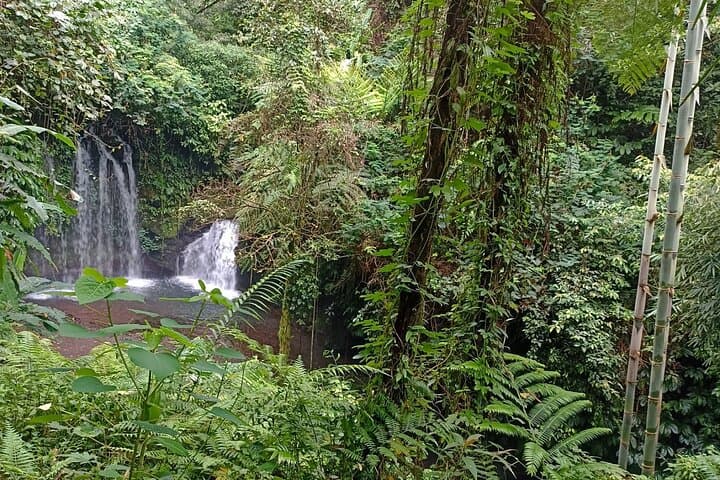 Jungle Trekking With Jatiluwih Unesco Heritage Site in Tabanan — photo 1 of 11
