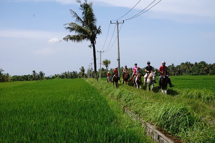 Bali Horse Riding on the Ricefields & Beach — photo 1 of 10