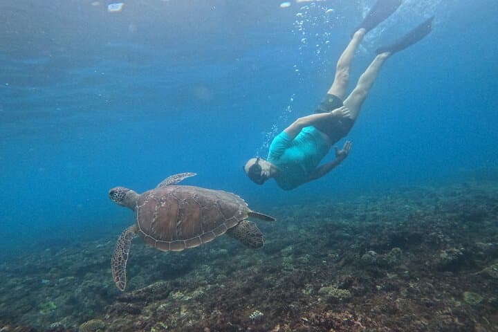 The best snorkeling with turtle in Nusa Penida Bali — photo 1 of 7
