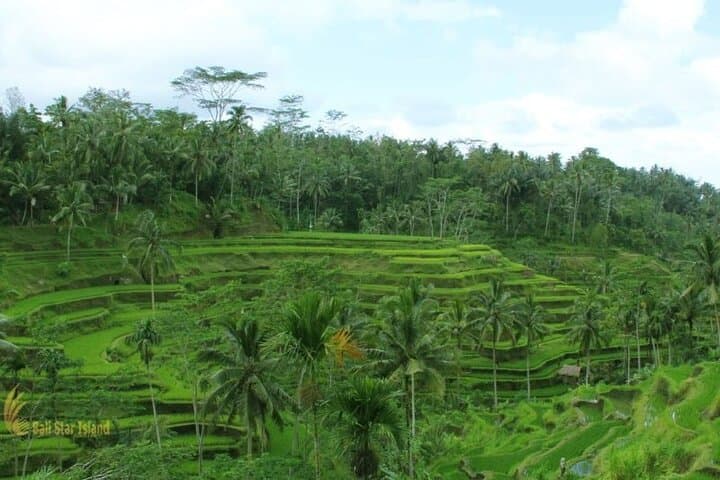 Top Highlights Ubud Private Day Tour — photo 1 of 7