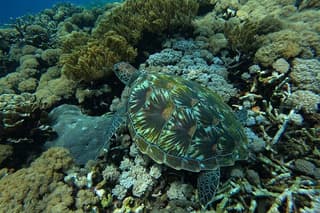 Manta Snorkeling Trips from Nusa Lembongan