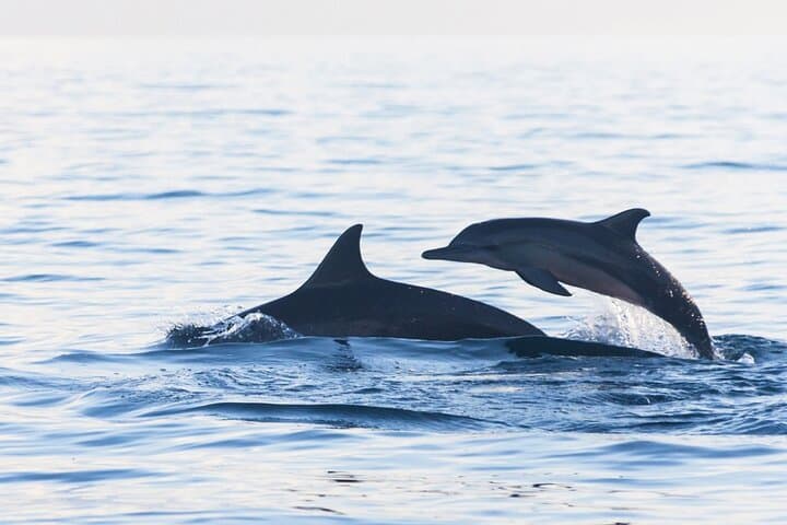 Lovina Watching Swimming with Dolphins and Snorkeling — photo 1 of 8