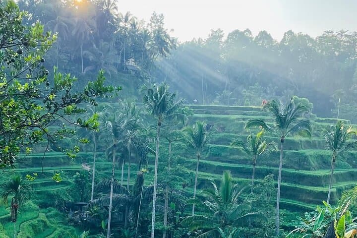 All Inclusive: Monkey Forest, Rice terrace, Holly Spring Temple — photo 1 of 6