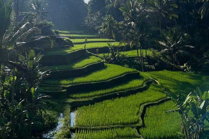 Best of Ubud: Monkey Forest, Rice terrace, Waterfalll, Temple — photo 1 of 5