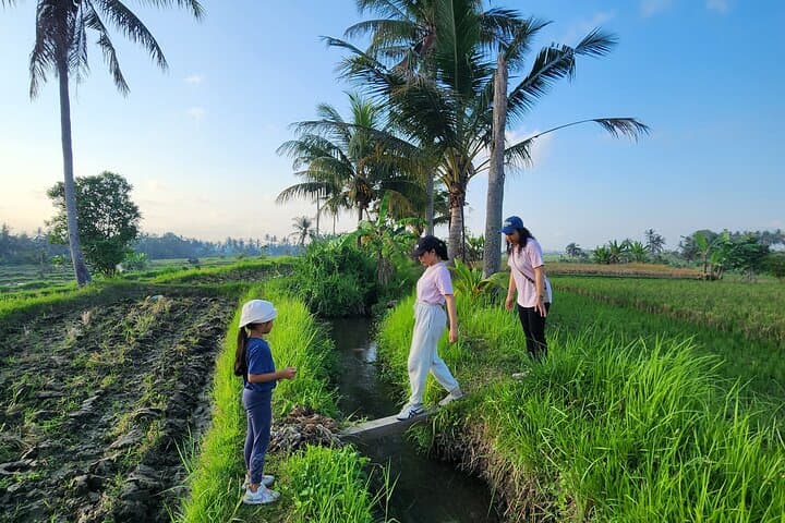 A Morning Walk at Sacred Rice Fields Through Tradition and Nature — photo 1 of 18