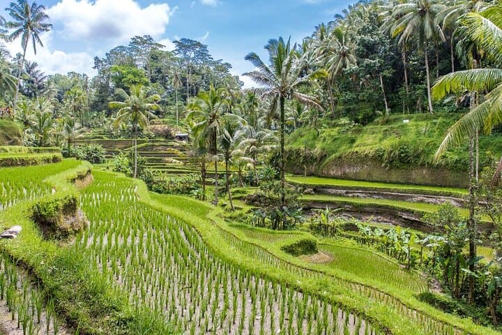 Ubud Culture Fullday Tour — photo 1 of 8