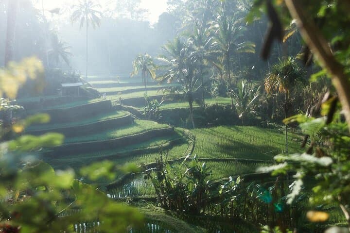 Ubud Monkey Forest, Rice Terrace, Water Temple, Waterfall & Swing — photo 1 of 9