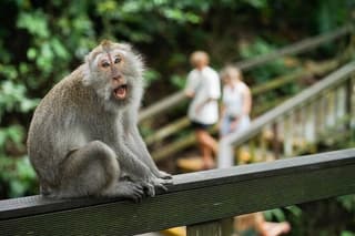 Beautiful Ubud Full Day Tour