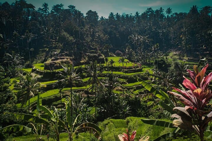 Bali ,Tegallalang, Tirta Empul, Coffee, Lunch & Batur Hot Spring — photo 1 of 33