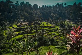 Bali ,Tegallalang, Tirta Empul, Coffee, Lunch & Batur Hot Spring