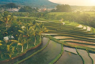 Jatiluwih Rice Terrace | Waterfall | Private Driver Experience