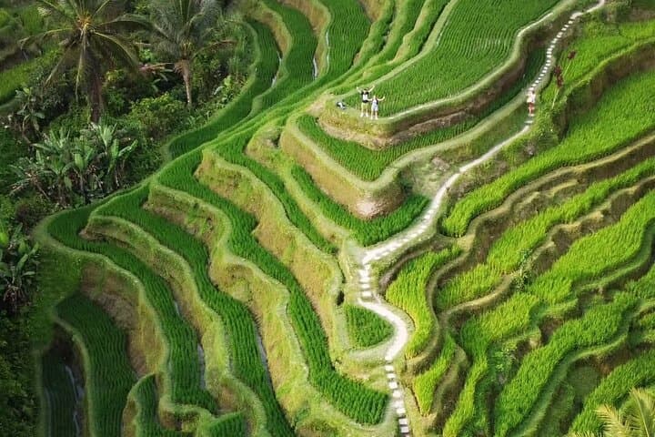 Ubud Tour: Monkey Forest, Rice Terrace, Waterfall, Water Temple — photo 1 of 11