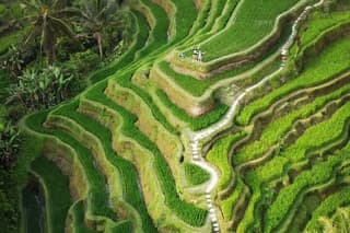 Ubud Tour: Monkey Forest, Rice Terrace, Waterfall, Water Temple
