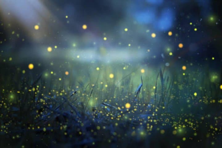 Magical Village Tour & Private Dinner with Fireflies in Bali — photo 1 of 21