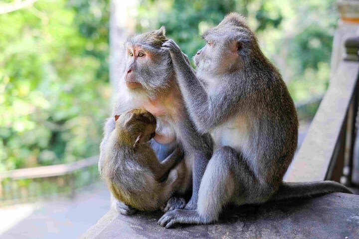 Ubud Private Tour: Monkey Forest, Rice Terrace, Temple, Waterfall — photo 1 of 15