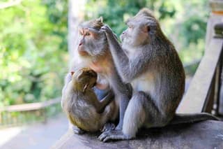 Ubud Private Tour: Monkey Forest, Rice Terrace, Temple, Waterfall