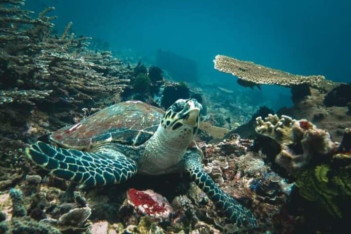 Half Day Blue Lagoon and Tanjung Jepun Snorkeling — photo 1 of 8