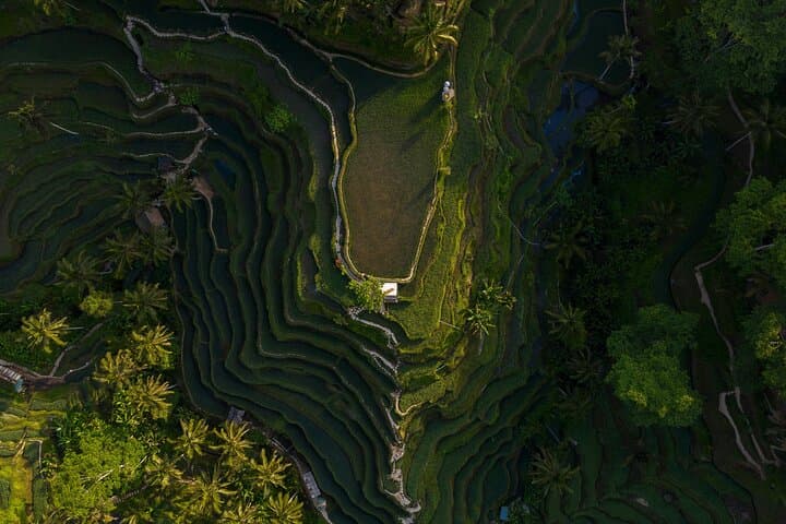 Best Day Tour - #1 Ubud Top Attraction — photo 1 of 6