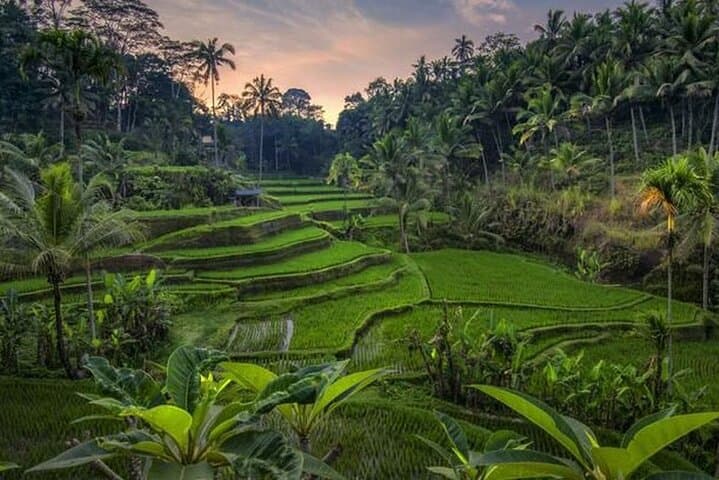 Best of Ubud Full Day Private Tour — photo 1 of 15