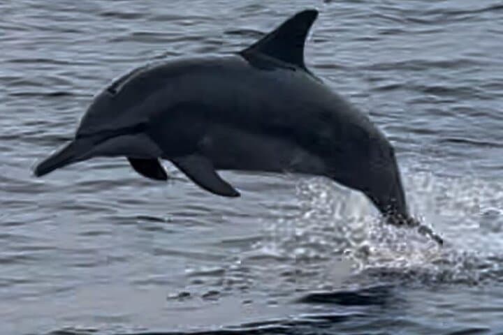 Sustainable Dolphin Watching in Pemuteran — photo 1 of 7