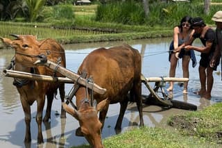 Bali 4-Days Tour : Cultural Subak Guliang & Scenic Kintamani Trip