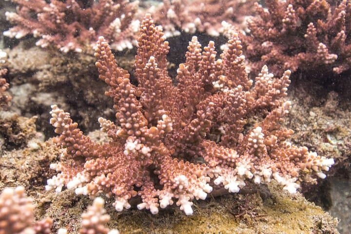 Coral Restoration Snorkel Tour in Candidasa, Bali with NGO — photo 1 of 9