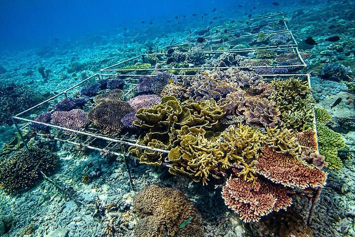 Coral Restoration Snorkeling Tour On Nusa Penida with NGO — photo 1 of 11