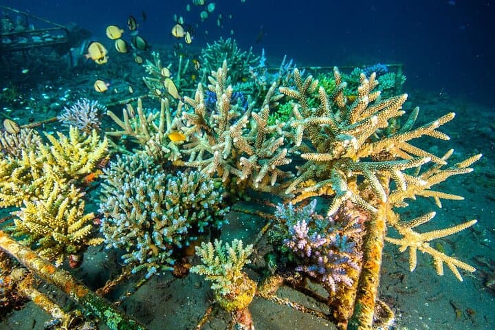 Coral Restoration Snorkeling Tour in Amed, Bali with NGO — photo 1 of 5