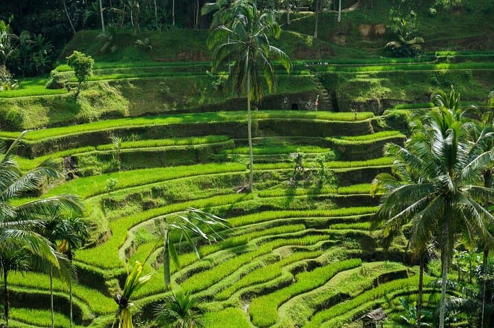 Bali: Amazing Ubud waterfall, Penglipuran village, & Tirta Empul — photo 1 of 4