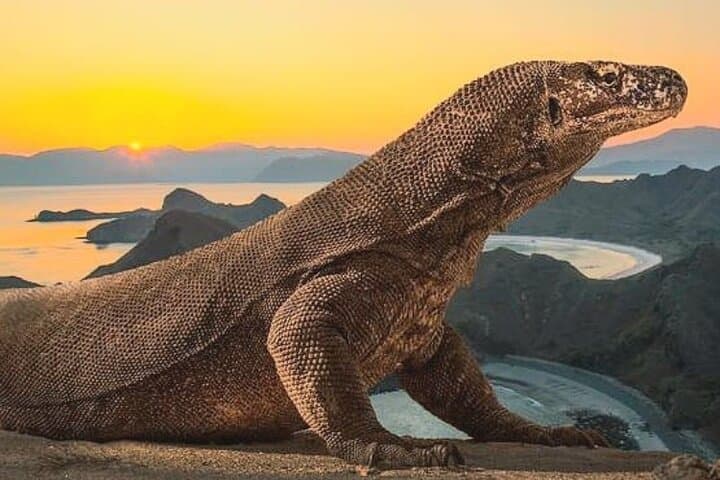 Komodo Island 2 Days 1 Night Tour with Flights from Bali — photo 1 of 13