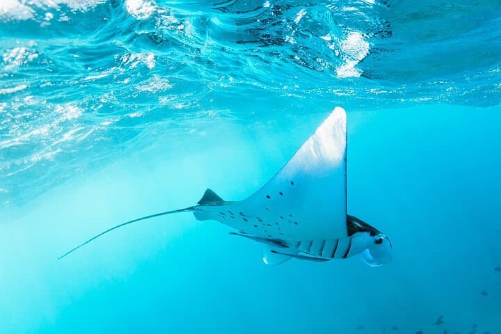 Nusa Penida Manta Point or Manta Bay Snorkeling Trip in Bali — photo 1 of 5