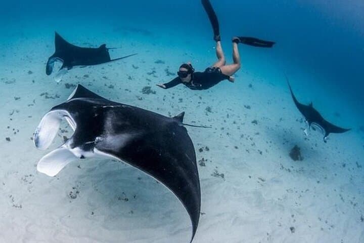 Snorkeling 4 Spot With Manta Bay Depart From Nusa penida — photo 1 of 10
