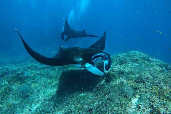 Half Day Snorkeling with Manta Ray Nusa Penida — photo 1 of 8