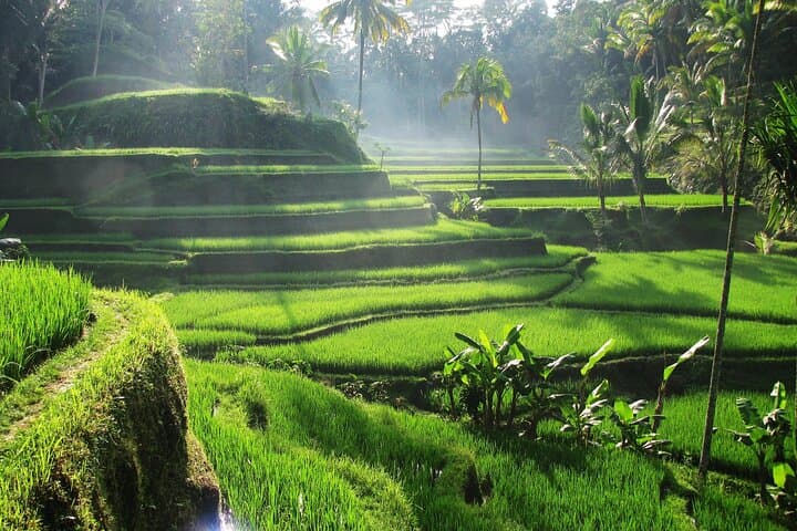 Ubud : Full-Day Monkey Forest, Rice Terrace, Temple & Waterfall — photo 1 of 32
