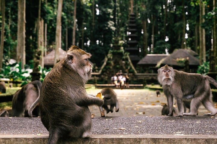 Ubud Highlights Tour: Nature, Culture & Sacred Temple Experience — photo 1 of 18
