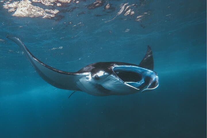 Snorkeling at Manta Point, the most chance to see Manta Rays — photo 1 of 18