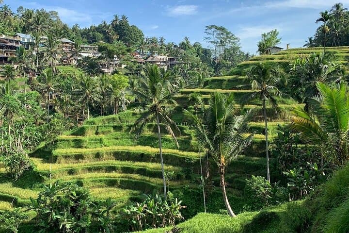 Ubud Tour Sacred Temple Waterfall Rice Terrace and Art Village — photo 1 of 10