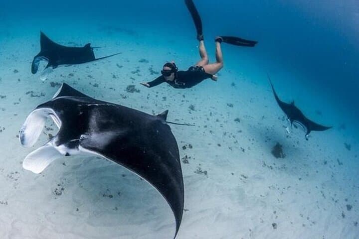 Sharing Snorkeling Experience to Manta Point in Penida — photo 1 of 4