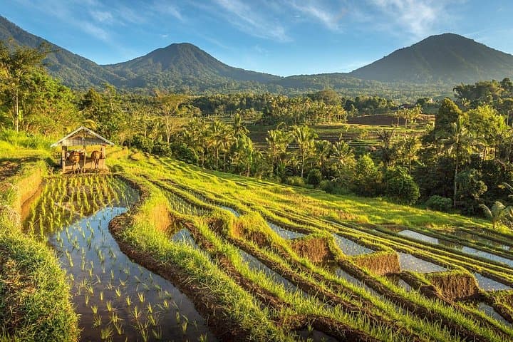 Exploring Bali in 4 Days: Drive Further to Countryside of Bali — photo 1 of 20