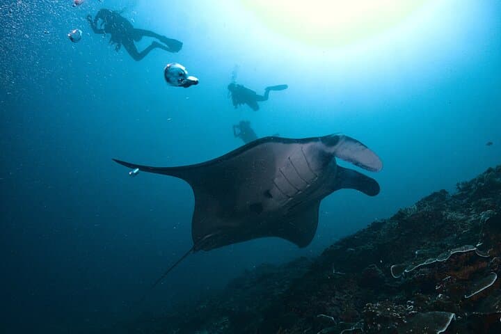 Magic dive in Nusa Penida with manta rays — photo 1 of 7