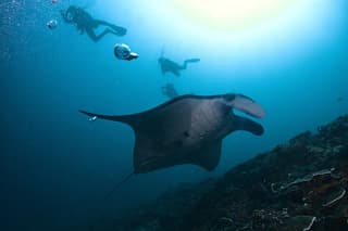 Magic dive in Nusa Penida with manta rays