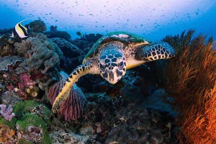 Day Tour West Nusa Penida and Snorkeling From Nusa Lembongan — photo 1 of 7