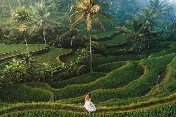 Half Day Tour: Discover Best of Ubud in 5 Hours — photo 1 of 22